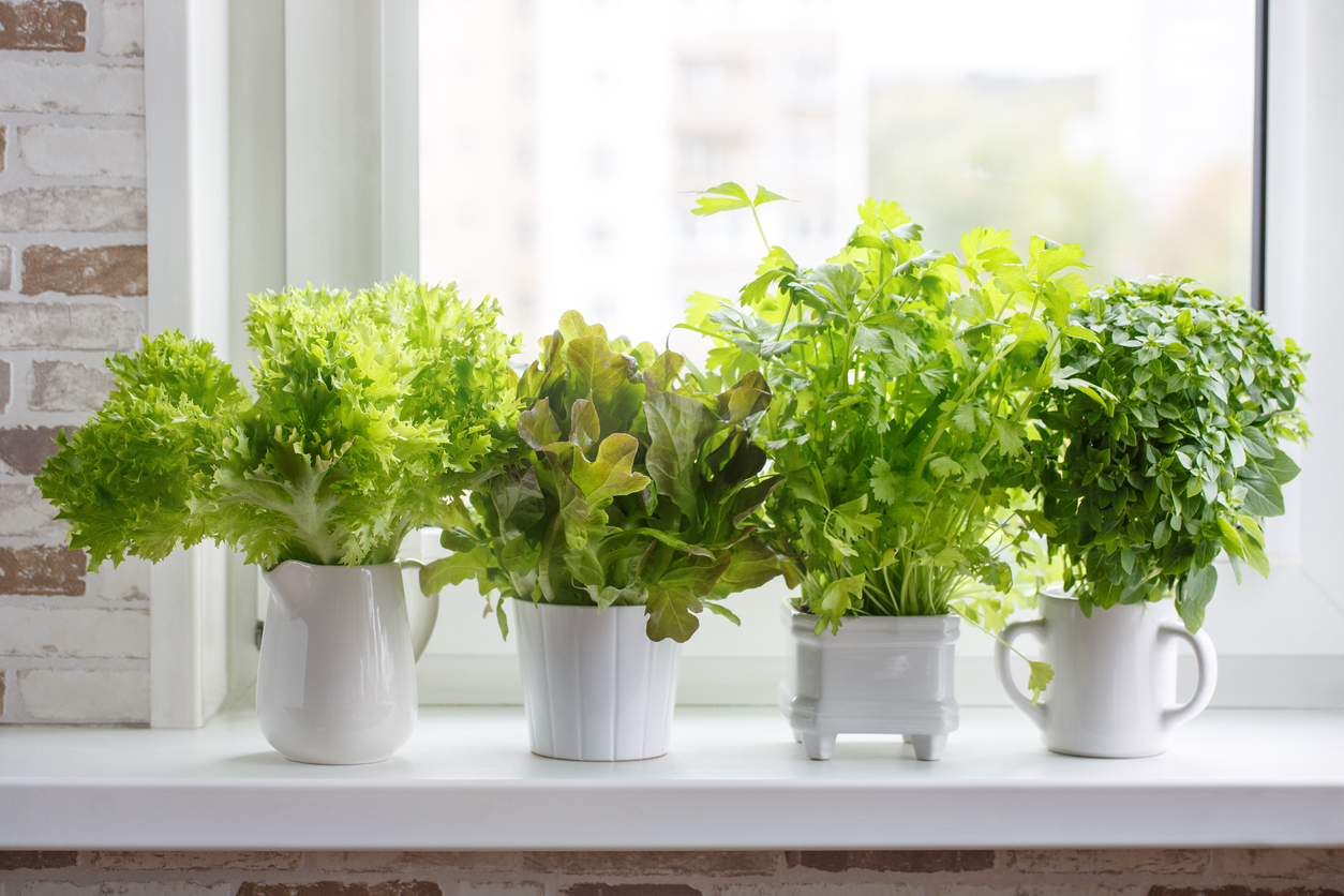 Herbs on window sill